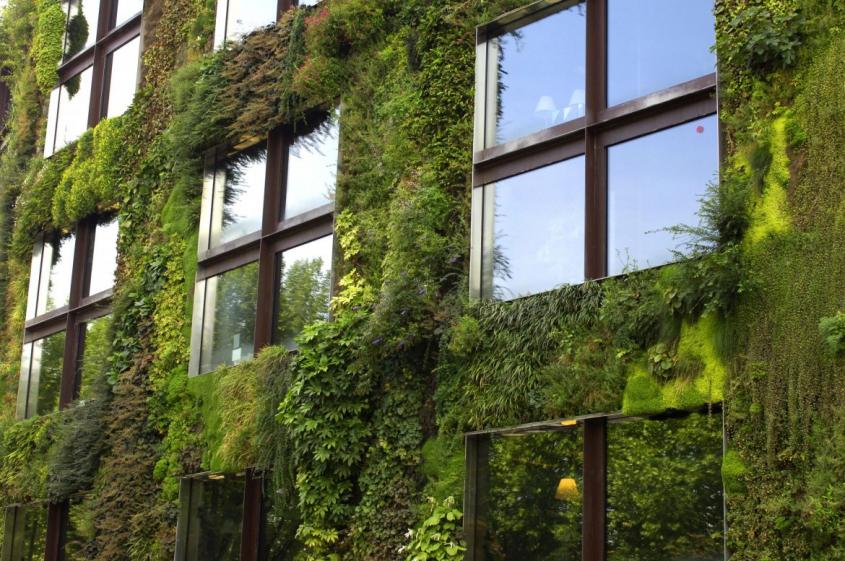Mur végétalisé d'un immeuble Vitres avec reflets et laissant voir l'intérieur