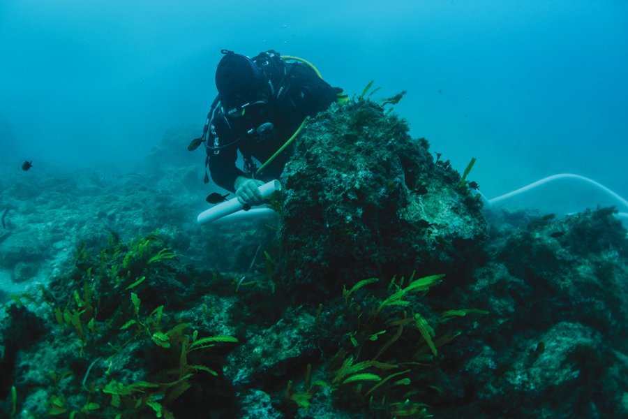 En amont des travaux maritimes, une espèce d’algue invasive, la « caulerpe », a fait l’objet d’une éradication complète.