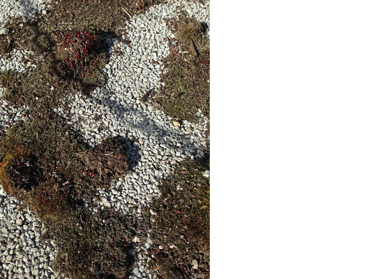 Béton drainant comme support à de la mousse et du lichen. ©Maloudebo