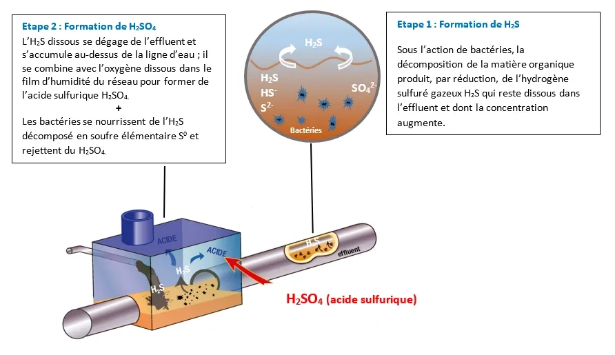 Nous parlons communément de corrosion « biogénique » en raison de la production par des bactéries de l’acide sulfurique attaquant le béton et l’acier